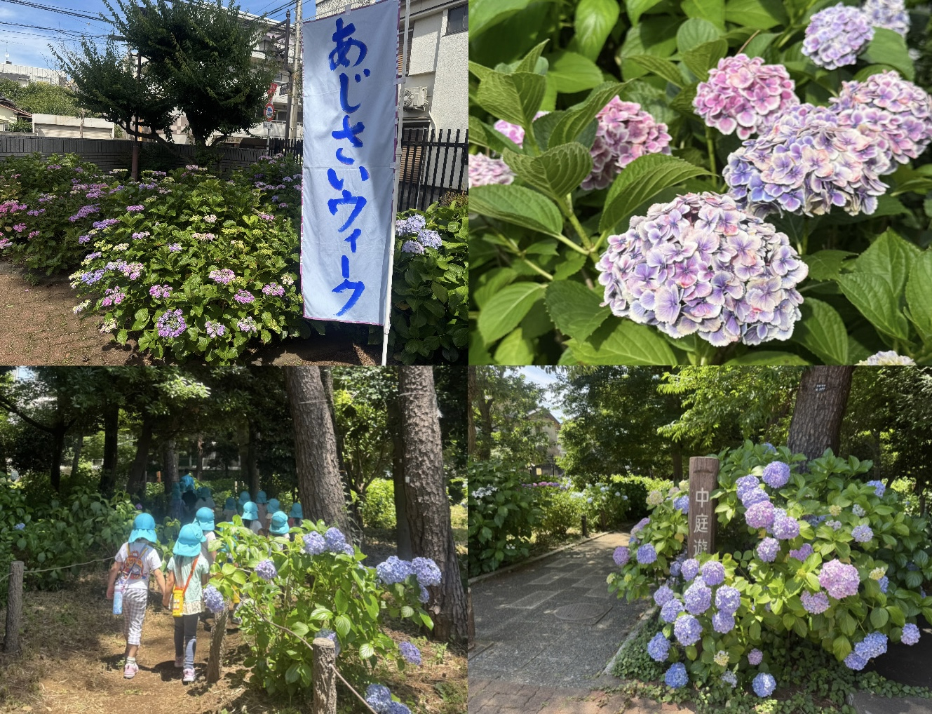 あじさいウィーク.JPG