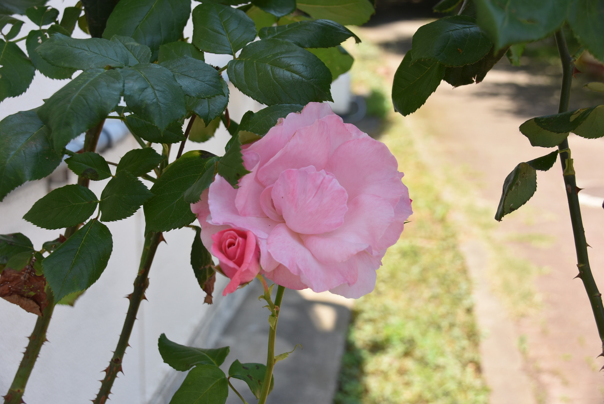 DSC_0277.JPG