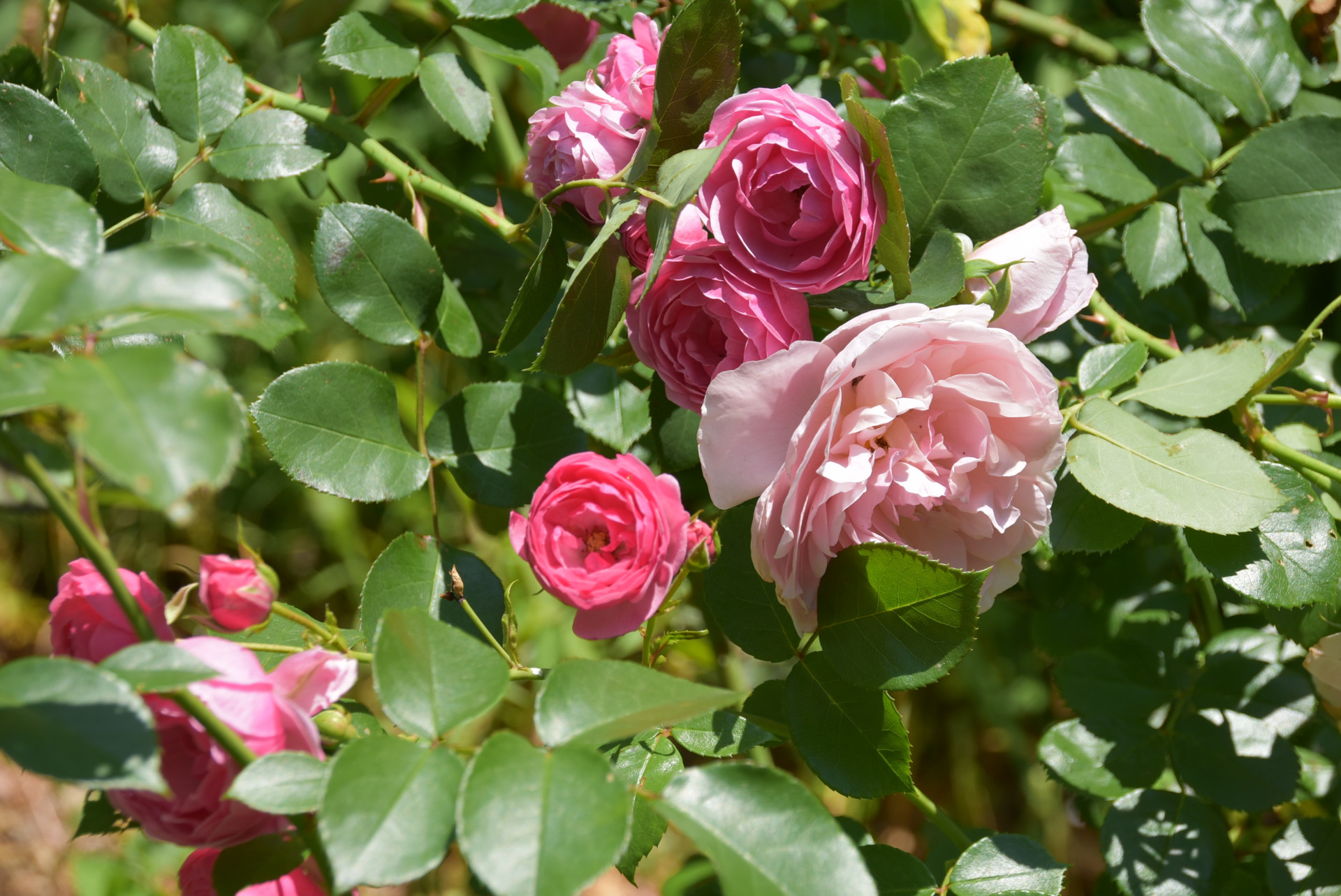 DSC_0281.JPG