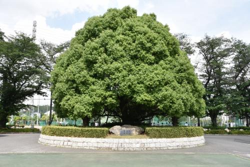 小平西.JPG