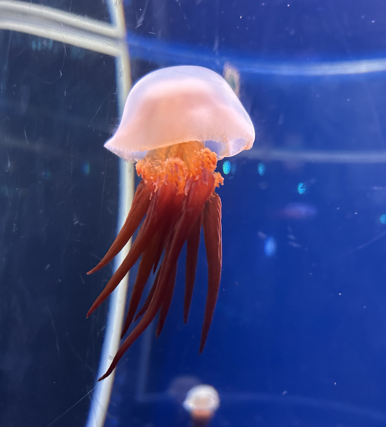 江ノ島4