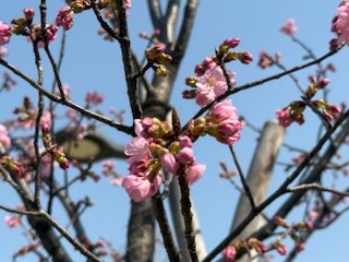 ④