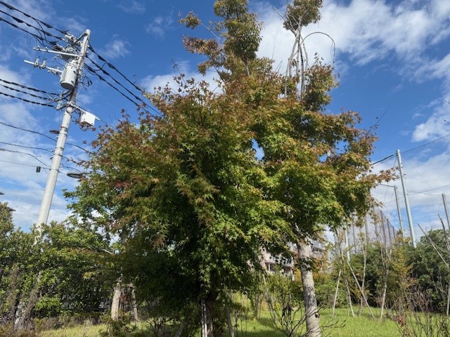 ④