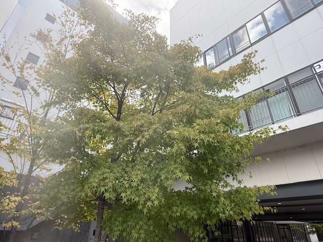 ⑦
