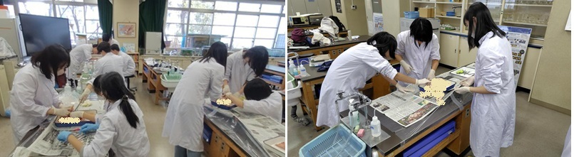 6年生物2