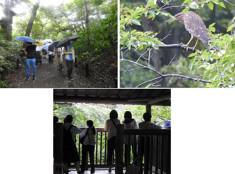 7月26日自然教育園