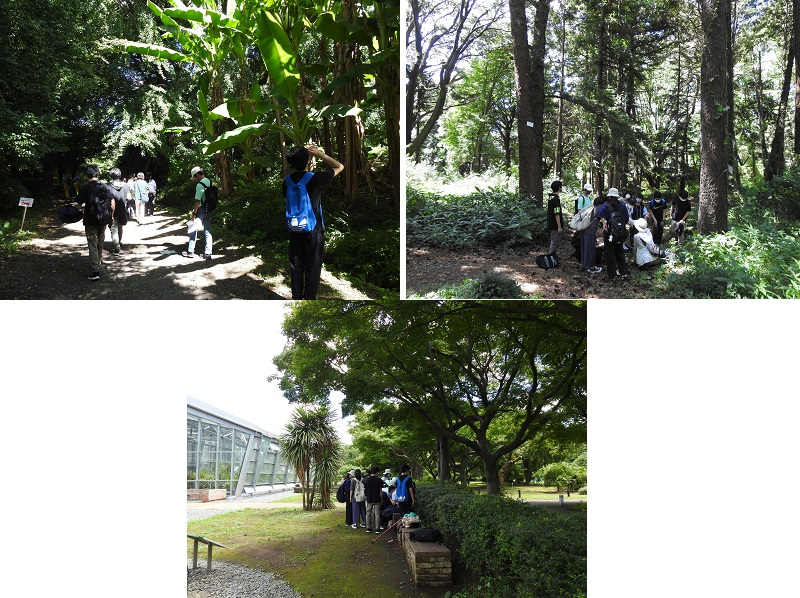 7月27日小石川植物園