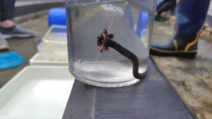伊豆大島磯観察生物