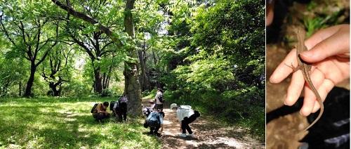 小石川植物園でカナヘビ
