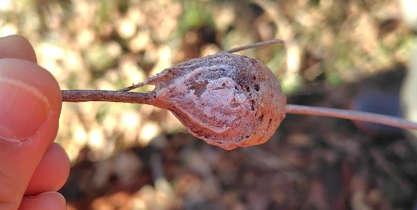 まったりカマキリの卵