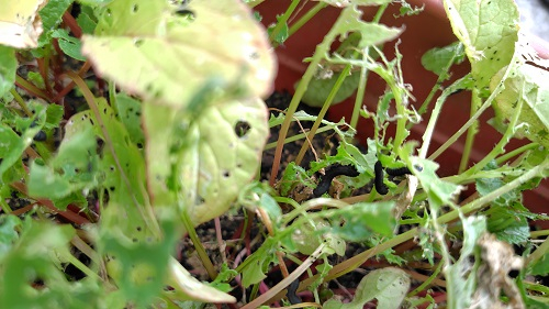 カブラハバチの幼虫