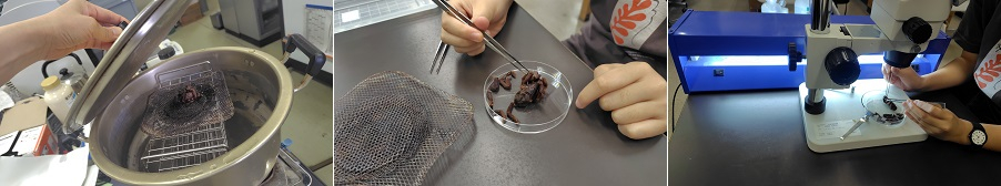 クモ