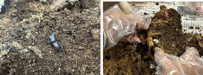 コクワガタを育ててみよう