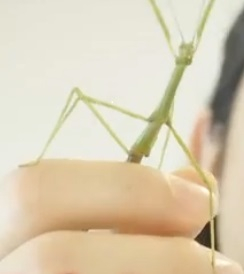 ナナフシ
