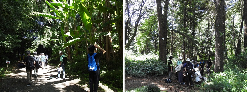 小石川植物園2