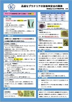 迅速なプラナリアの効果的な核相判定法の開発