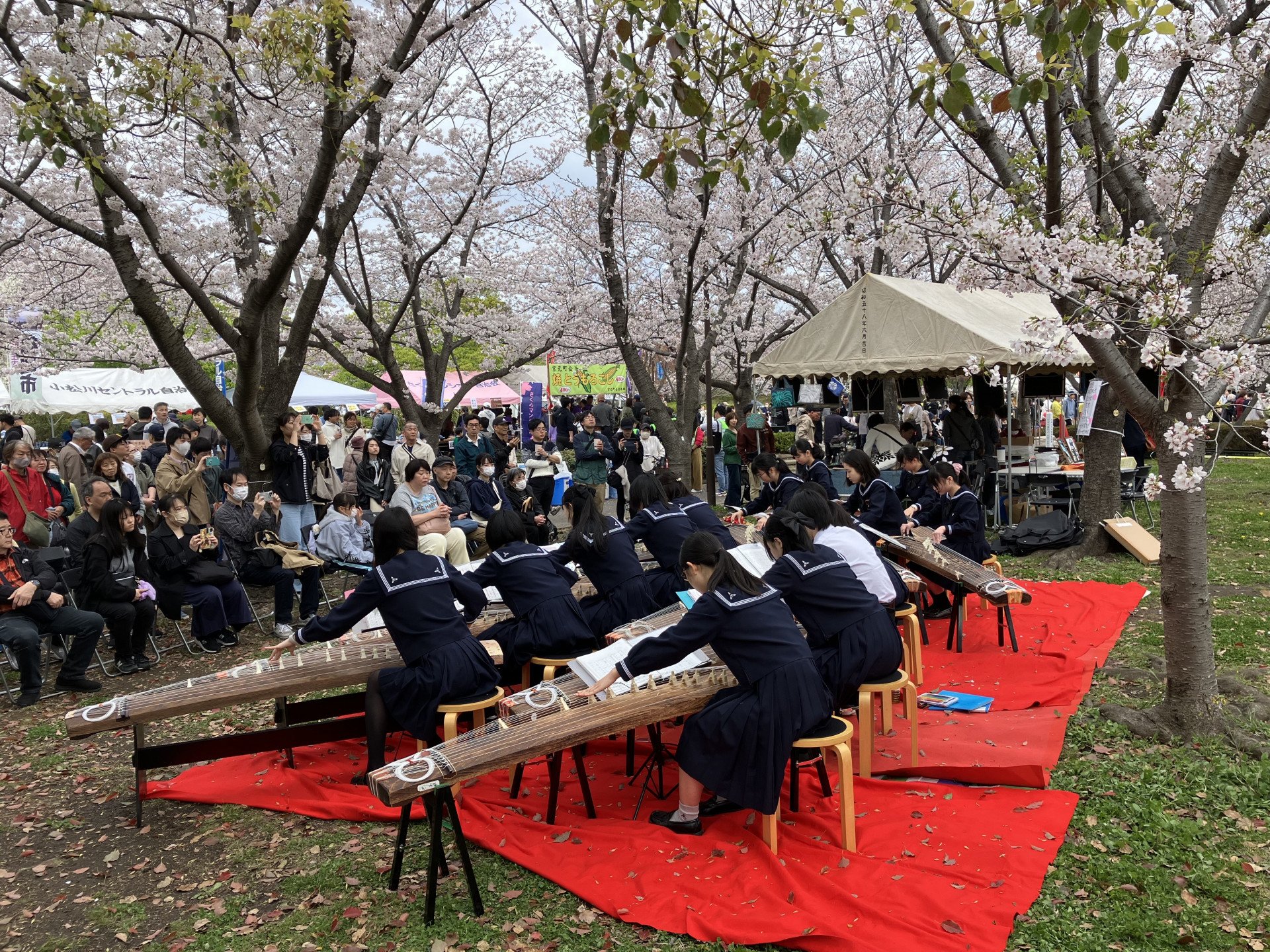 2025桜まつり（邦楽班）