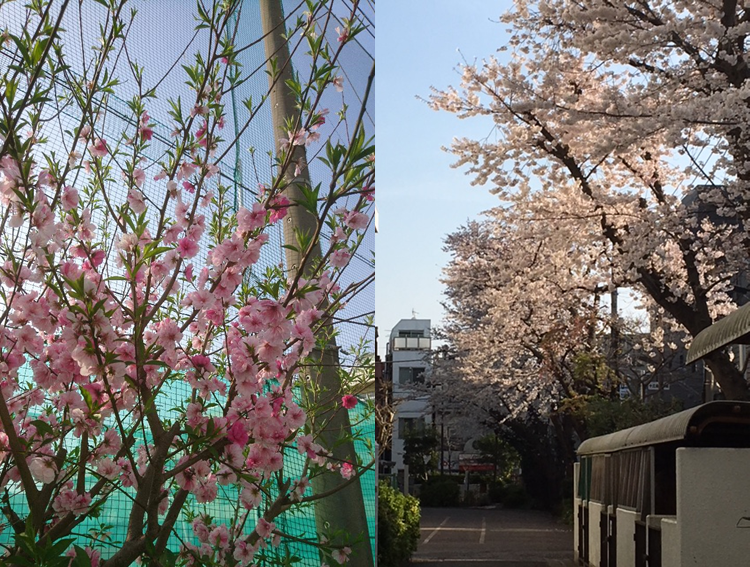 花桃桜写真