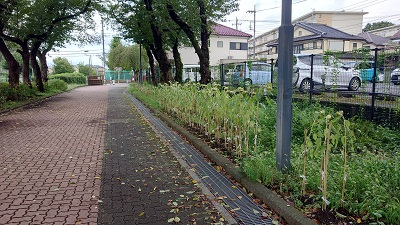 20240826_hibi_1