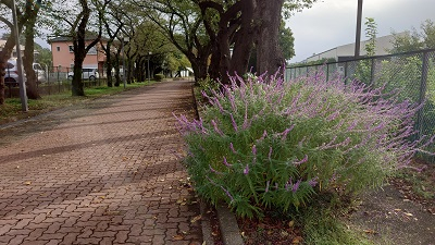20241008_hibi_1