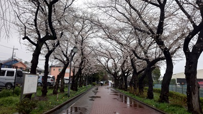 20250331_hibi_1