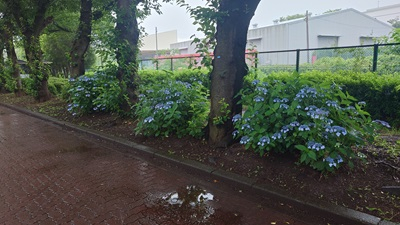 20250616_hibi_1