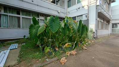 20250807_hibi_1