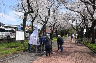 20260329_sakura_1