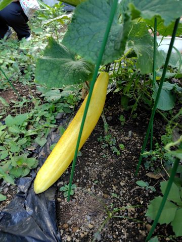 20260826_生物006.JPG