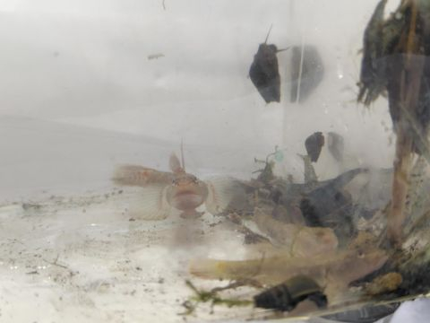 20261007_生物ハイキング_005