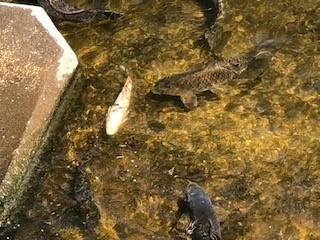 210719黒目川の鯉