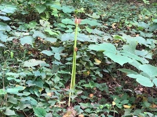 210913保存樹林謎の花のつぼみ