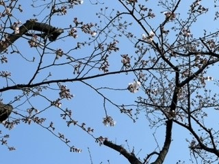 220325桜