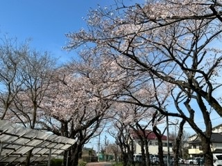 220328桜①