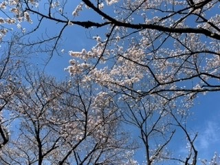 220328桜③