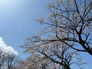 220330桜①