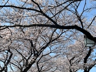 220330桜②