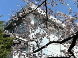 220330桜③