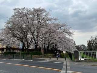 220331桜①