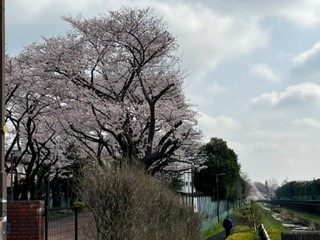 220331桜②