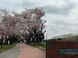 2204406正門～桜並木