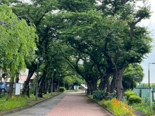220610正門前の道