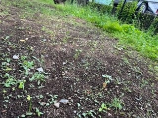 220613ヒマワリ②