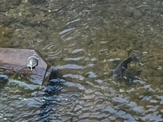 220724アカミミガメと鯉