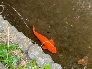 220804野火止用水の鯉①