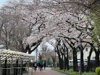 230324桜①