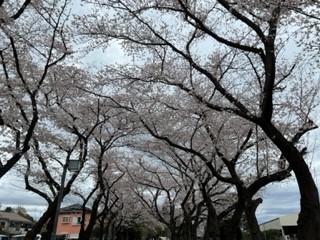 230324桜②