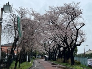 230325桜