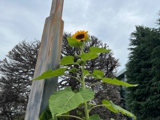 230703ひまわり