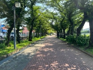 230710日陰